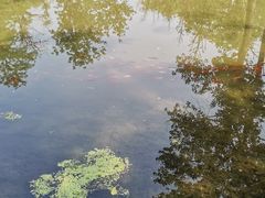 -白水寺森林公园