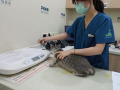 -佩兹宠物医院肿瘤专科·眼科·牙科(黄浦店)