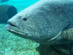 -北戴河圣蓝海洋公园