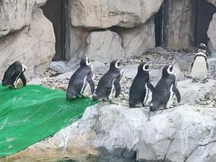 -上海野生动物园