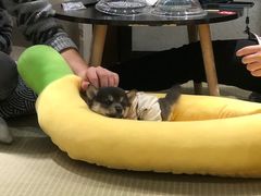 -逗柴咖啡屋·狗咖猫咖宠物桌游