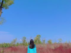 -白鹭湾湿地公园