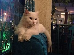 iphone_upload_pic-Sirena海妖日咖夜酒