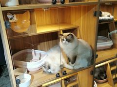 -浣熊柯尔鸭土拨鼠·电玩咖
