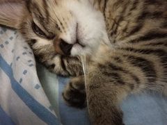 -宠颐生动物医院·心脏科·保险定点(锦阳分院)