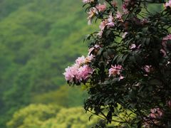 -梧桐山风景名胜区