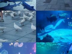 -烟台海昌鲸鲨海洋公园
