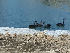 -长春市南湖公园