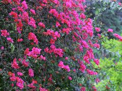 -南宁良凤江国家森林公园