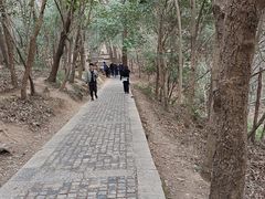 -紫金山山顶公园