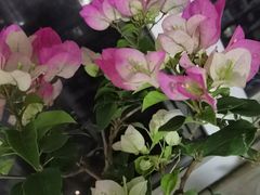 -中环花鸟鱼虫市场