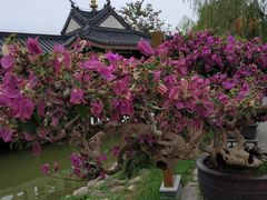 -惠州西湖丰渚园