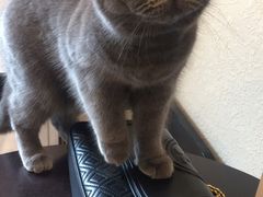 -猫友咖啡店(玉林西路店)