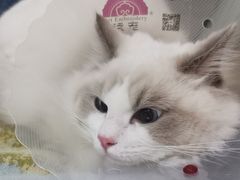 -宠福鑫康馨动物医院·骨科·眼科