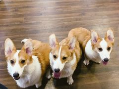 -柯斗斗主题餐厅·狗咖·围炉煮茶·茶饮(国瑞升平里店)