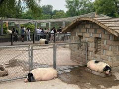 -石家庄市动物园