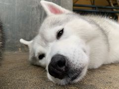 -TrueLove @ Neverland (Husky Cafe)