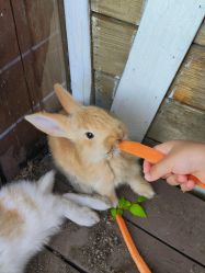 -小蜜蜂农场(凯德七宝购物广场店)