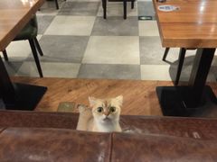 -猫小院猫主题餐厅(三里屯店)