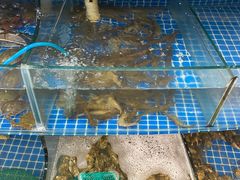水产区-蟹谢蒸鲜自助餐厅