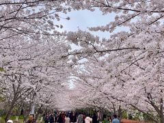 -高东镇樱花园