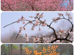 -白塘生态植物园