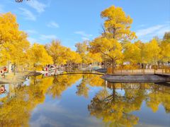 -金塔沙漠胡杨林景区