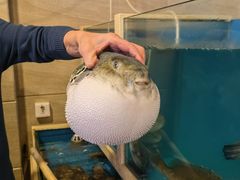 -天正河鲀·河豚亭(大连店)