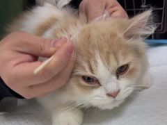 -宠颐生汉谟拉比宠物医院