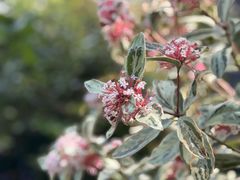 -墨尔本皇家植物园