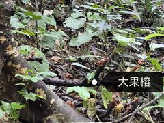 -西双版纳原始森林公园