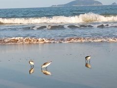 -普陀山风景名胜区-千步大沙