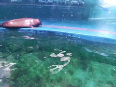 -青岛海底世界-水族馆