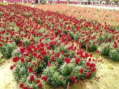 景点-盈香心动乐园