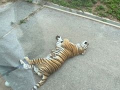 -大连森林动物园