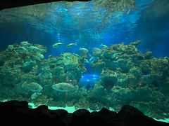 -芜湖新华联大白鲸海洋公园