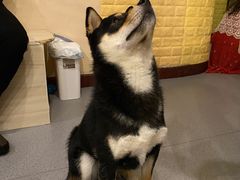 -喜柴咖啡·柴犬狗咖