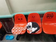 -猫咪博物馆(顶澳仔猫街店)