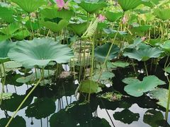 -长春市南湖公园