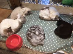 -more than meow吴止猫主题餐厅(承德 中船汇店)