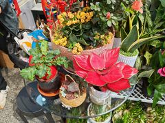 -FEI FEI FLOWER鲜花店·气球派对·宝宝宴布置(虹口德必运动Loft店)