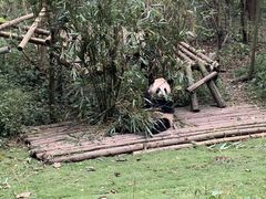 景点-成都大熊猫繁育研究基地
