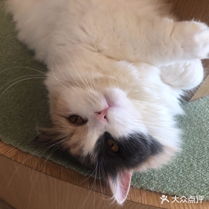 CAT’S MEWSTAR CAFE·喵星球猫屋(晴湾咖啡店)图片