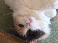 -CAT’S MEWSTAR CAFE·喵星球猫屋(晴湾咖啡店)