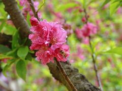 -南国桃园旅游度假区