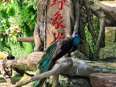 -野象谷景区