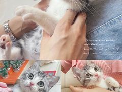 -lincat·猫舍(广州店)