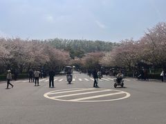 -武汉大学-樱园
