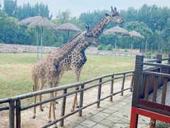 -北京野生动物园