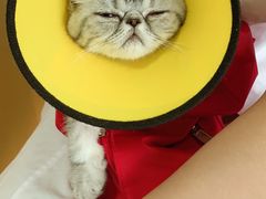 -瑞派福兴宠物医院犬猫全科·骨科·中西医结合(河东店)